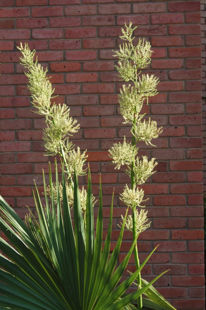 Sabal minor 'Louisiana' Sabal minor 'Louisiana'