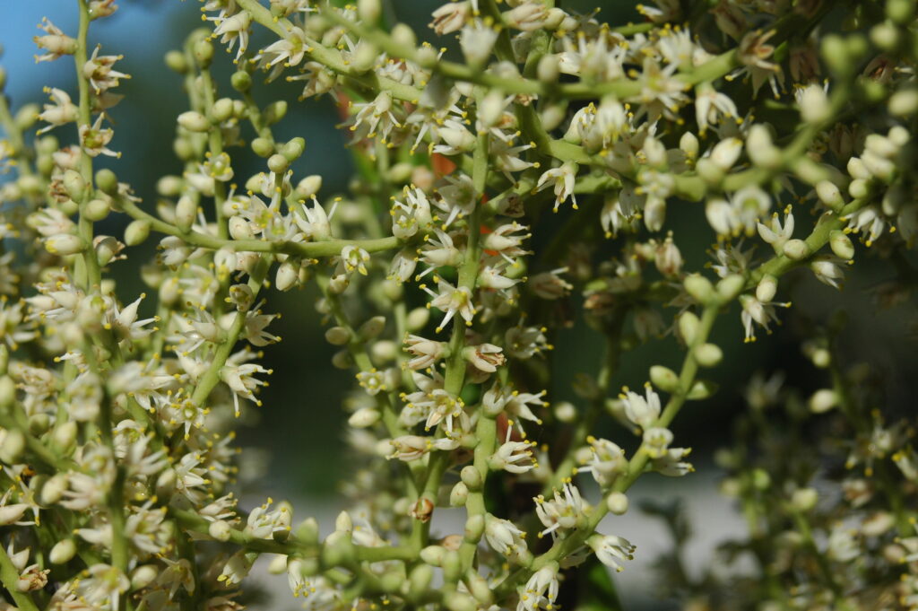 Sabal minor 'Louisiana' Sabal minor 'Louisiana'