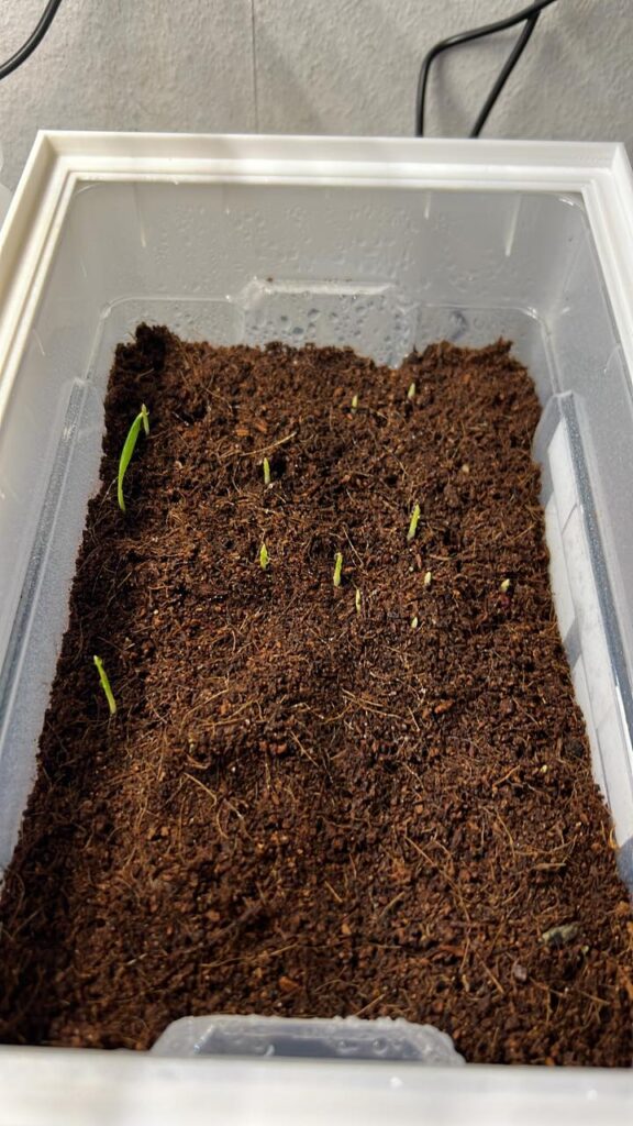 Washingtonia filifera Washingtonia filifera