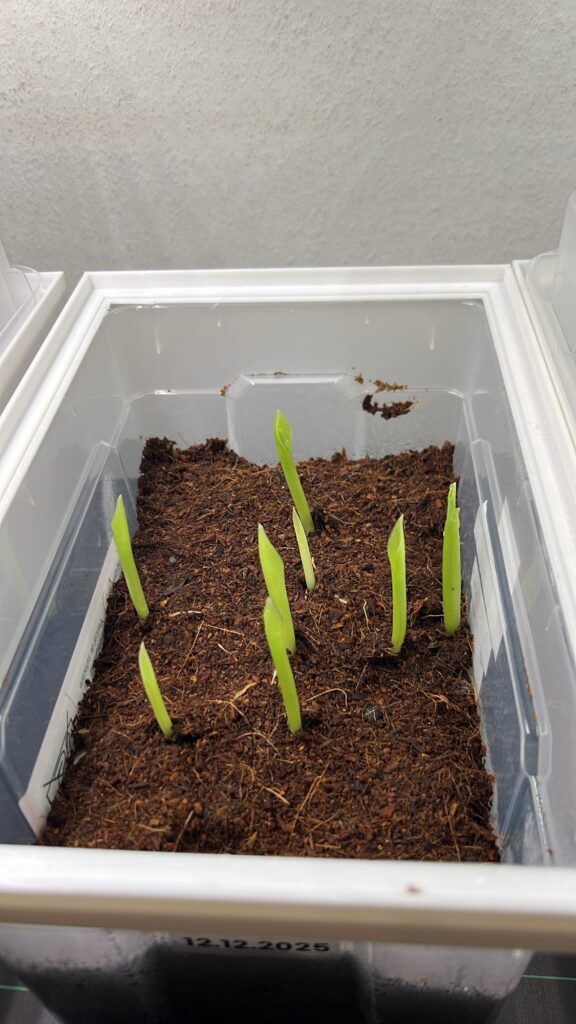 Ensete glaucum Ensete glaucum