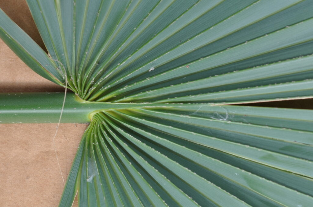 Sabal minor 'Louisiana' Sabal minor 'Louisiana'