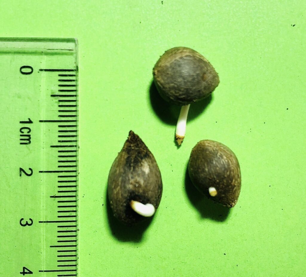 Butyagrus nabonnandii 'Litoralis' Samen/Keimlinge der Butyagrus nabonnandii