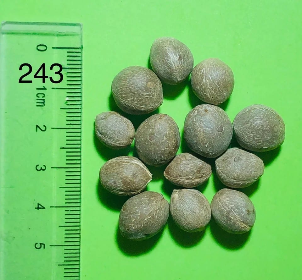 Butyagrus nabonnandii 'Litoralis' Samen der Butyagrus nabonnandii ‚Litoralis‘