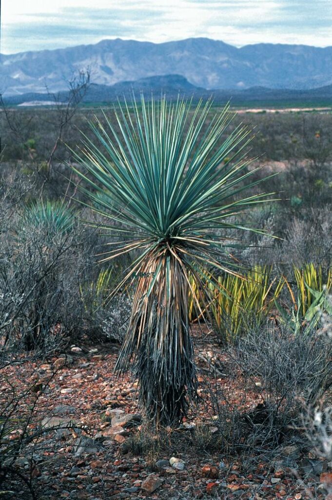 Yucca rigida Yucca rigida