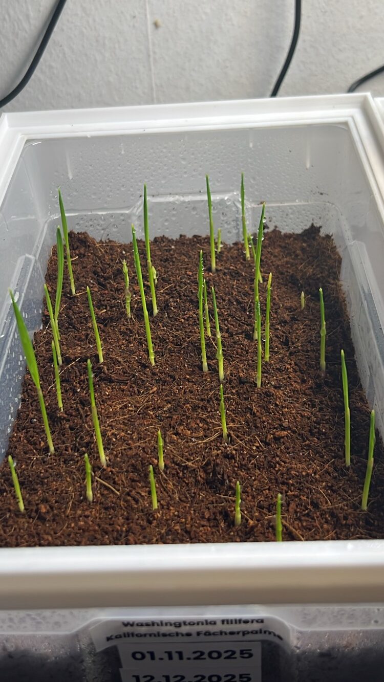 Washingtonia filifera Washingtonia filifera