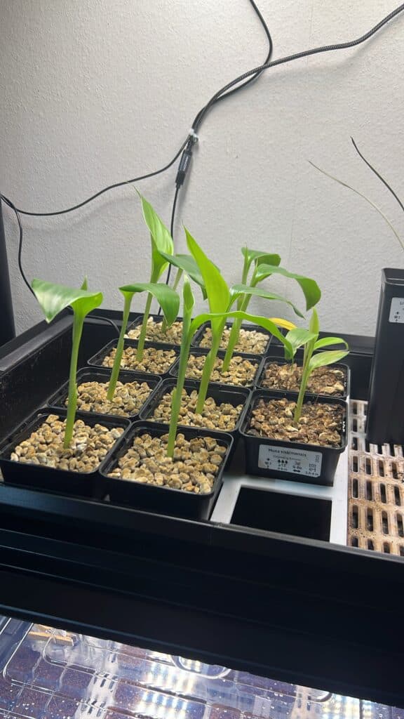 Ensete glaucum Ensete glaucum