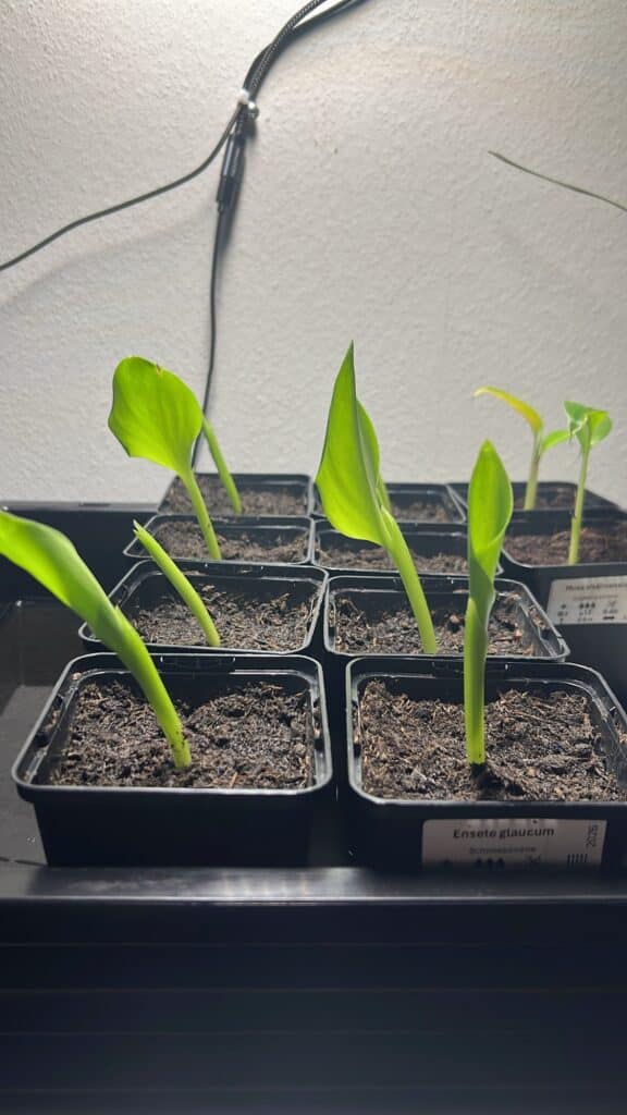 Ensete glaucum Ensete glaucum