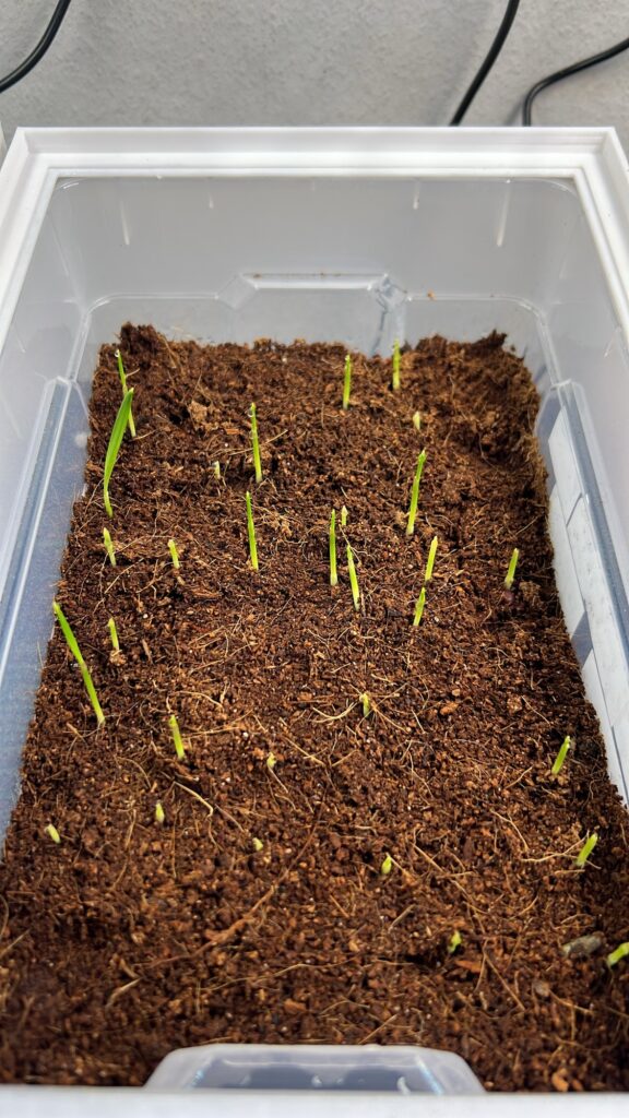 Washingtonia filifera Washingtonia filifera