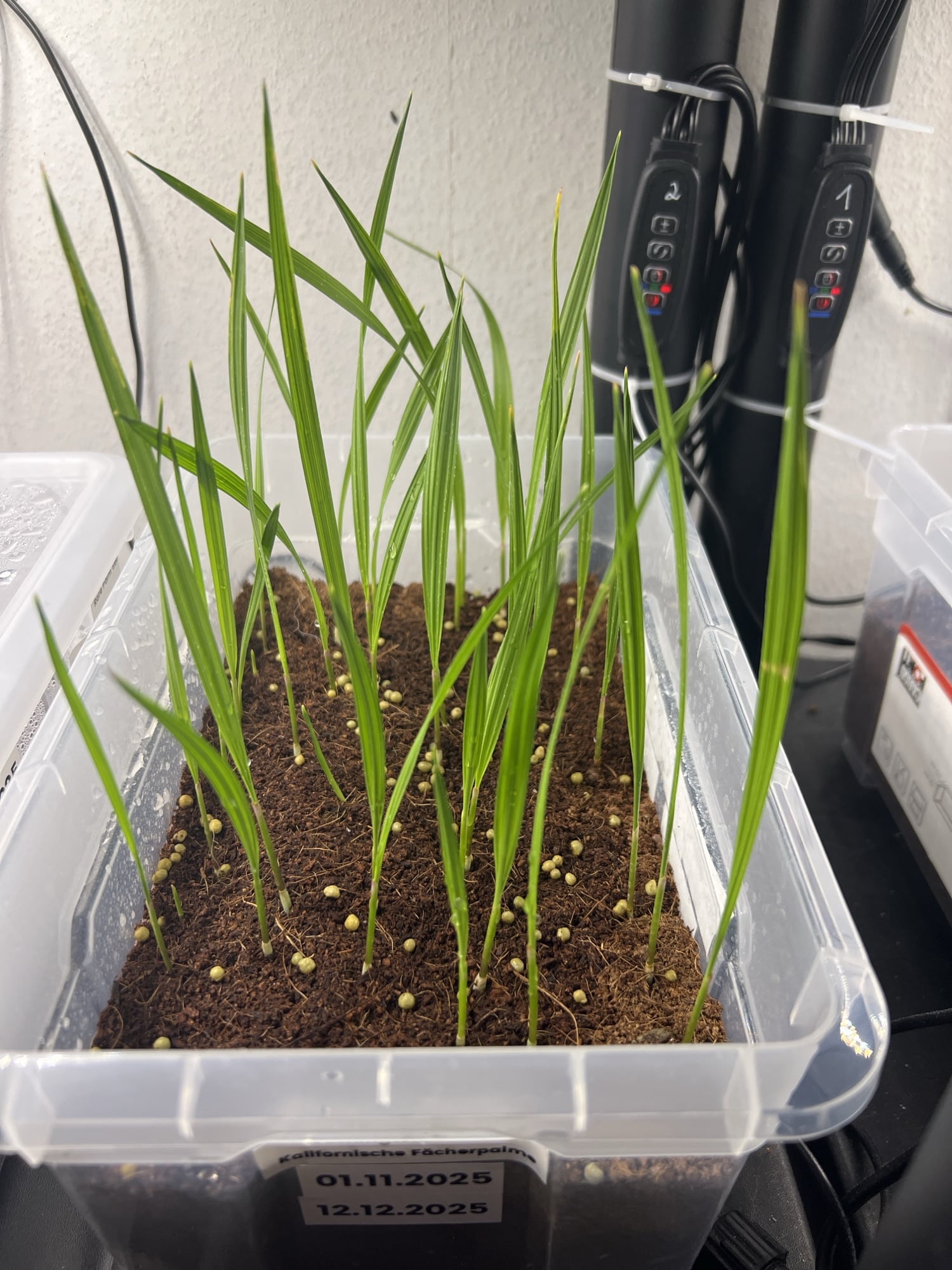 Washingtonia filifera Washingtonia filifera