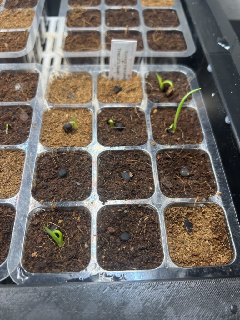 Yucca treculeana Yucca treculeana