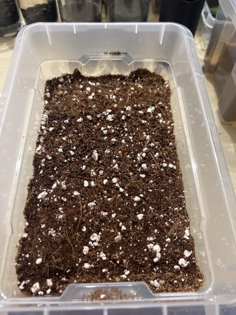 Trachycarpus fortunei x naggy Trachycarpus fortunei x naggy