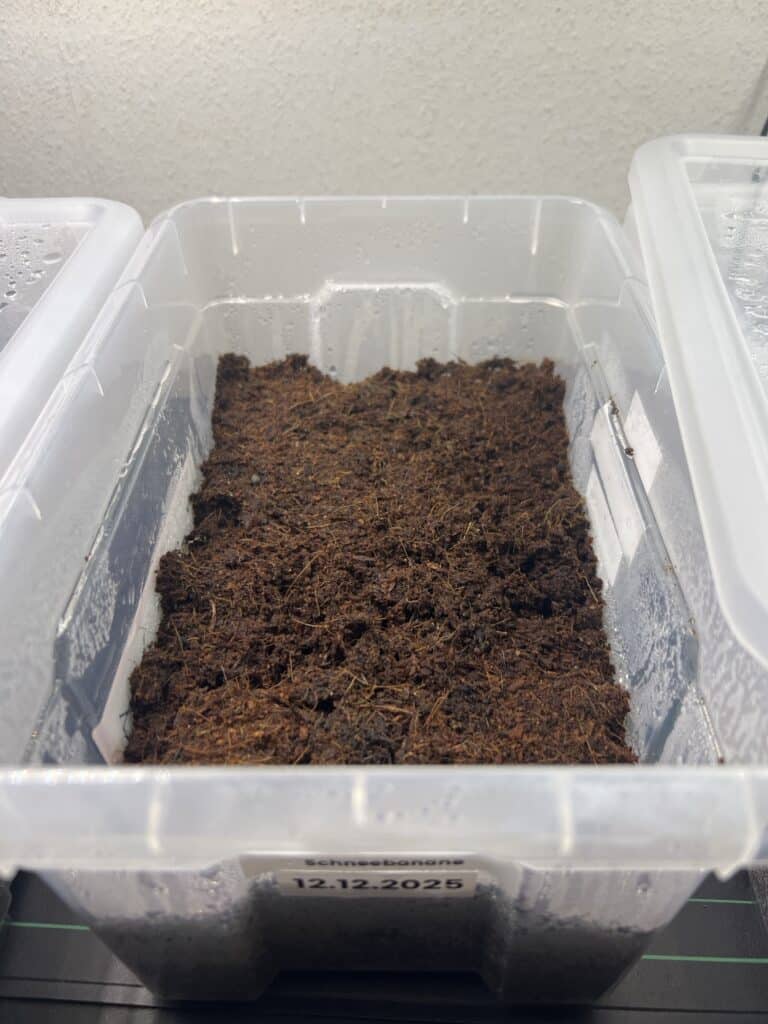 Ensete glaucum Ensete glaucum