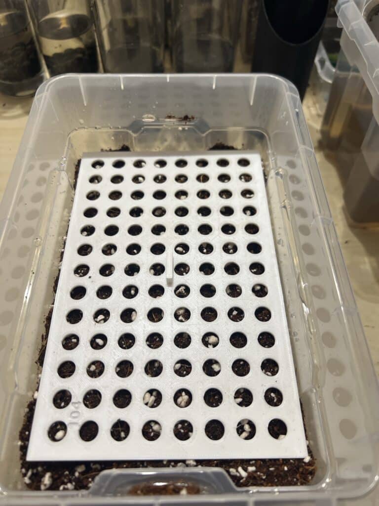 Trachycarpus fortunei x naggy Trachycarpus fortunei x naggy