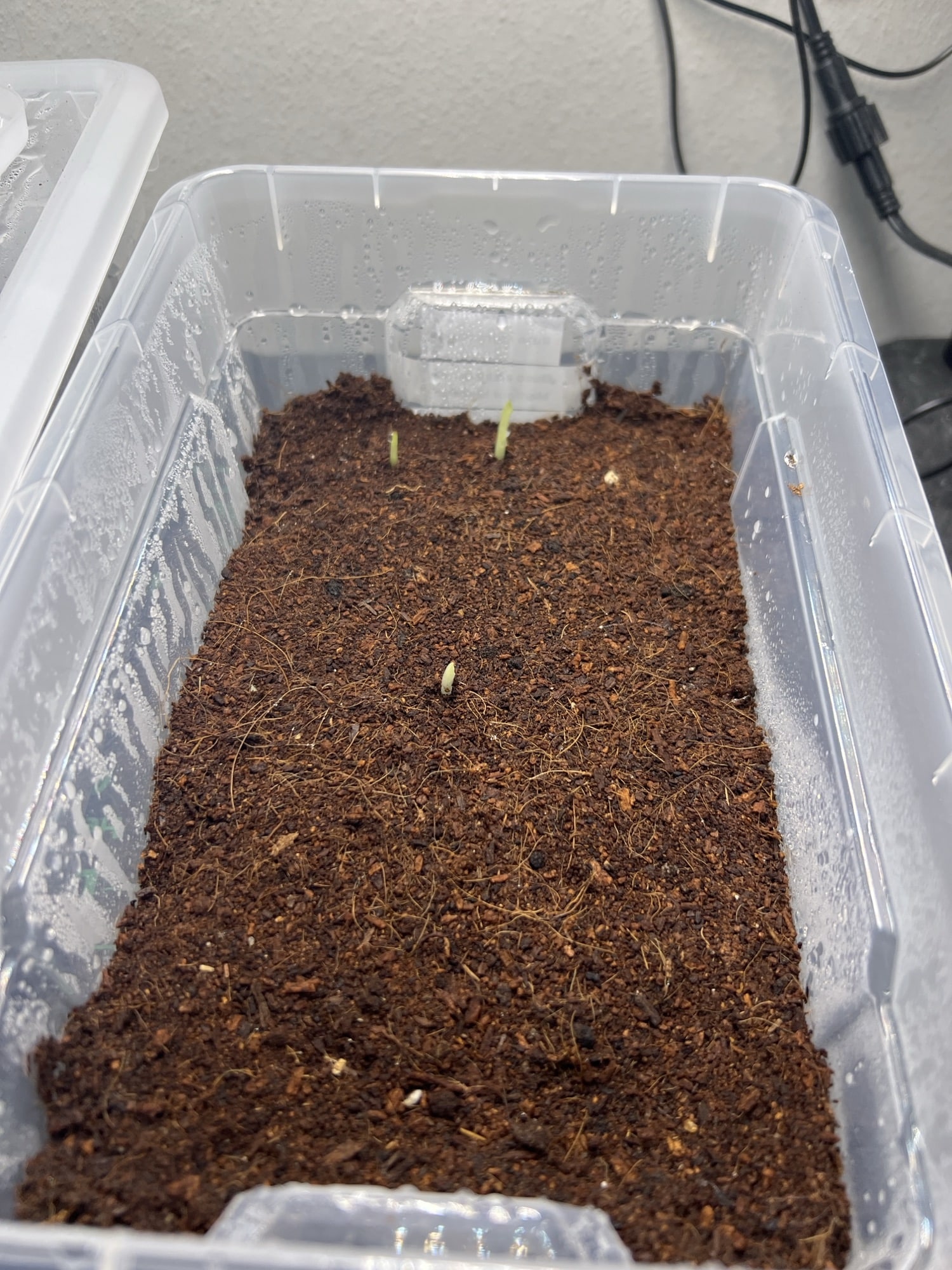 Musa sikkimensis 'Manipur Massive' Musa sikkimensis ‚Manipur Massive‘