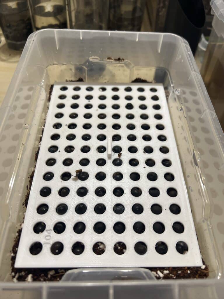 Trachycarpus fortunei x naggy Trachycarpus fortunei x naggy