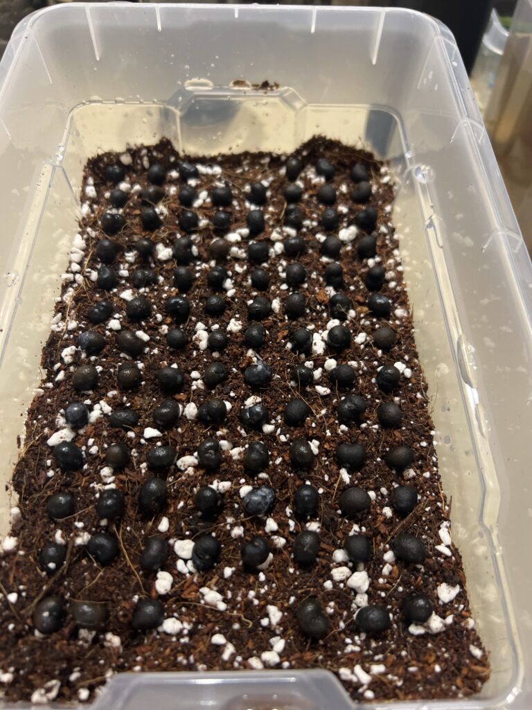 Trachycarpus fortunei x naggy Trachycarpus fortunei x naggy