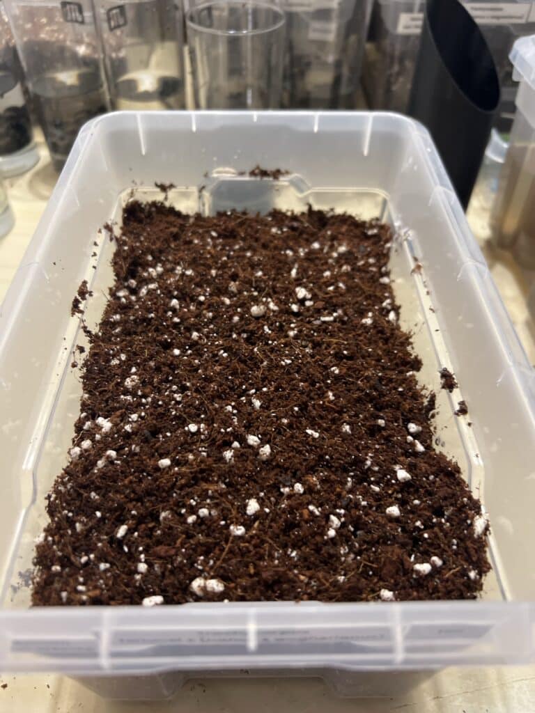 Trachycarpus fortunei x naggy Trachycarpus fortunei x naggy