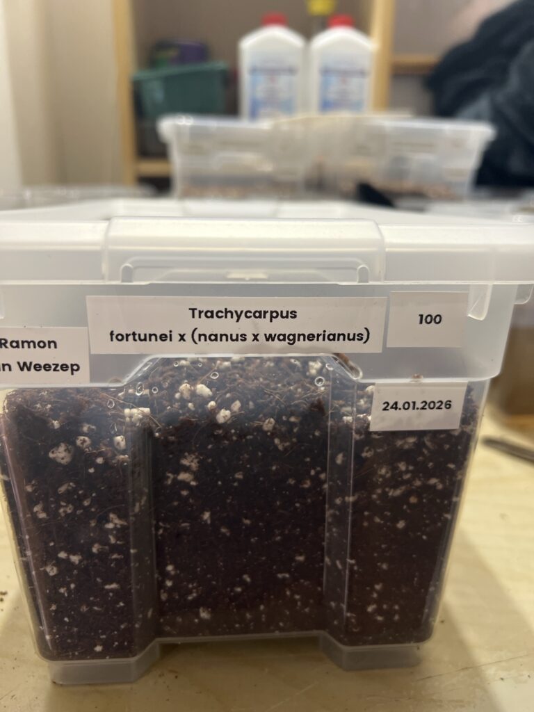 Trachycarpus fortunei x naggy Trachycarpus fortunei x naggy