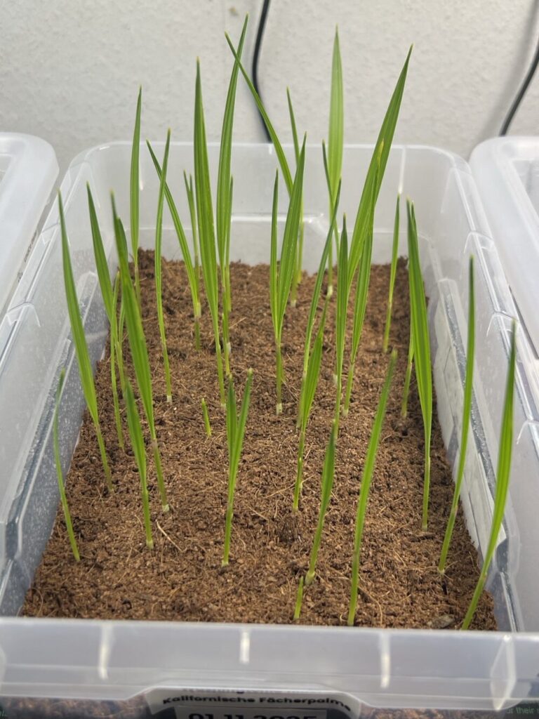 Washingtonia filifera