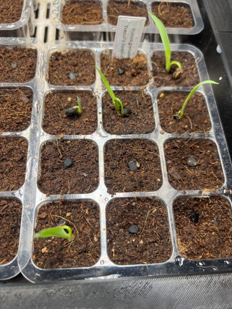 Yucca treculeana Yucca treculeana