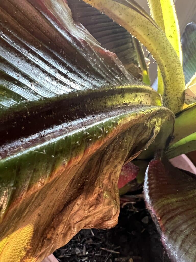 Blattläuse mit Florfliegenlarven bekämpfen