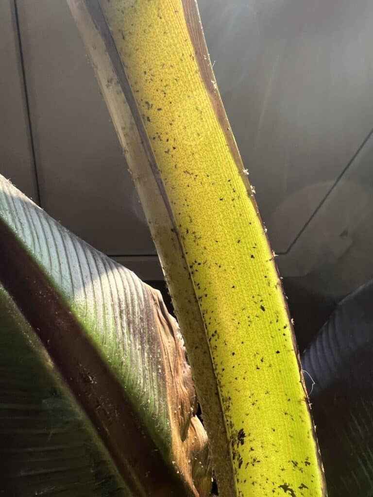 Blattläuse mit Florfliegenlarven bekämpfen