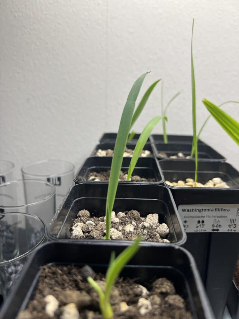 Yucca treculeana Yucca treculeana 12 tage nach dem Keimen