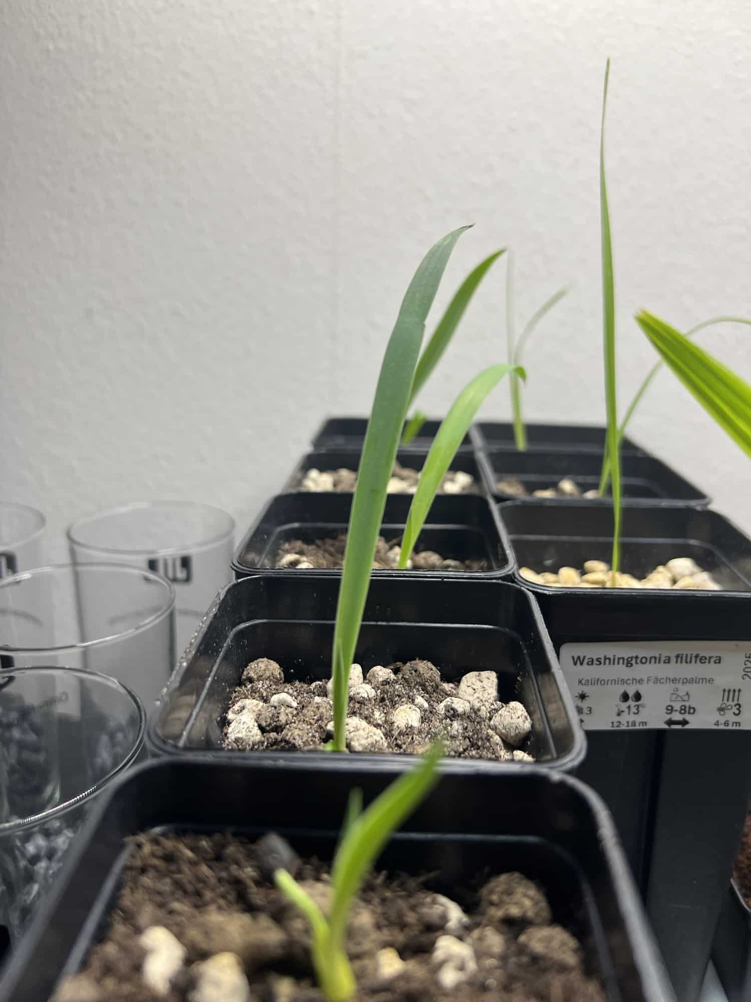 Yucca treculeana Yucca treculeana