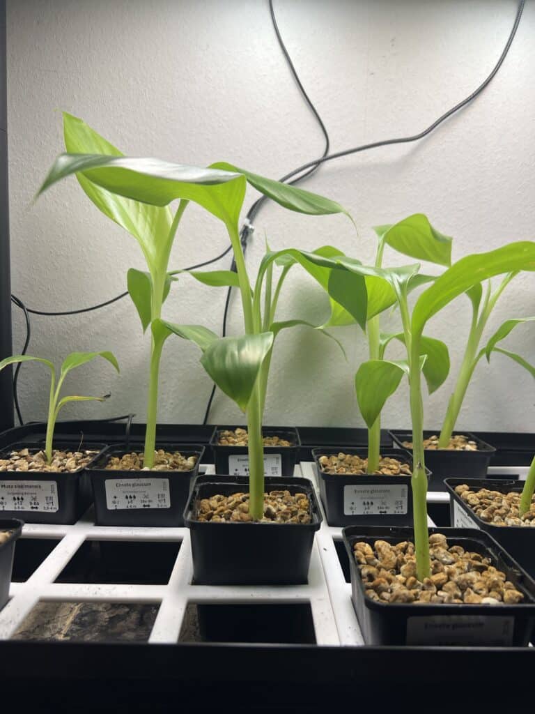 Ensete glaucum Ensete glaucum 4 Wochen alt