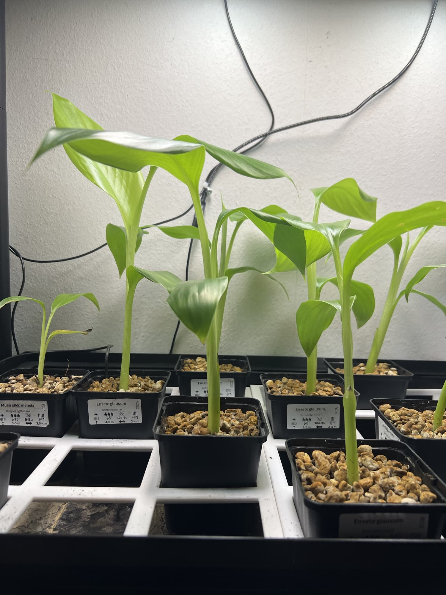 Ensete glaucum Ensete glaucum