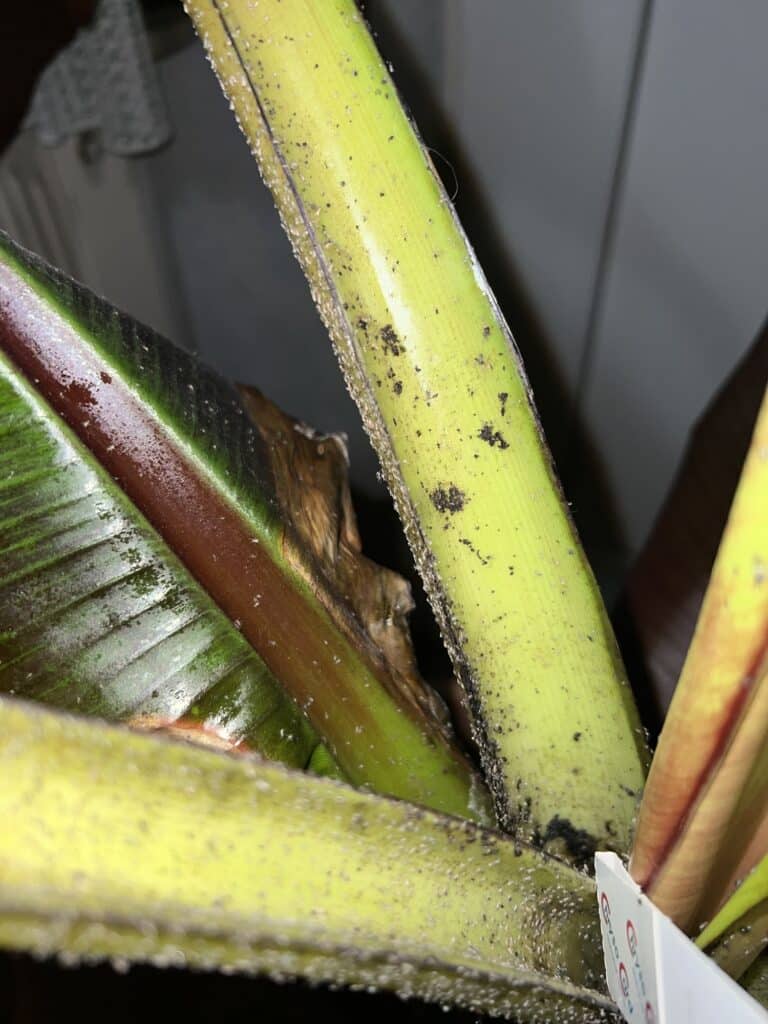 Blattläuse mit Florfliegenlarven bekämpfen Blattläuse mit Florfliegenlarven bekämpfen