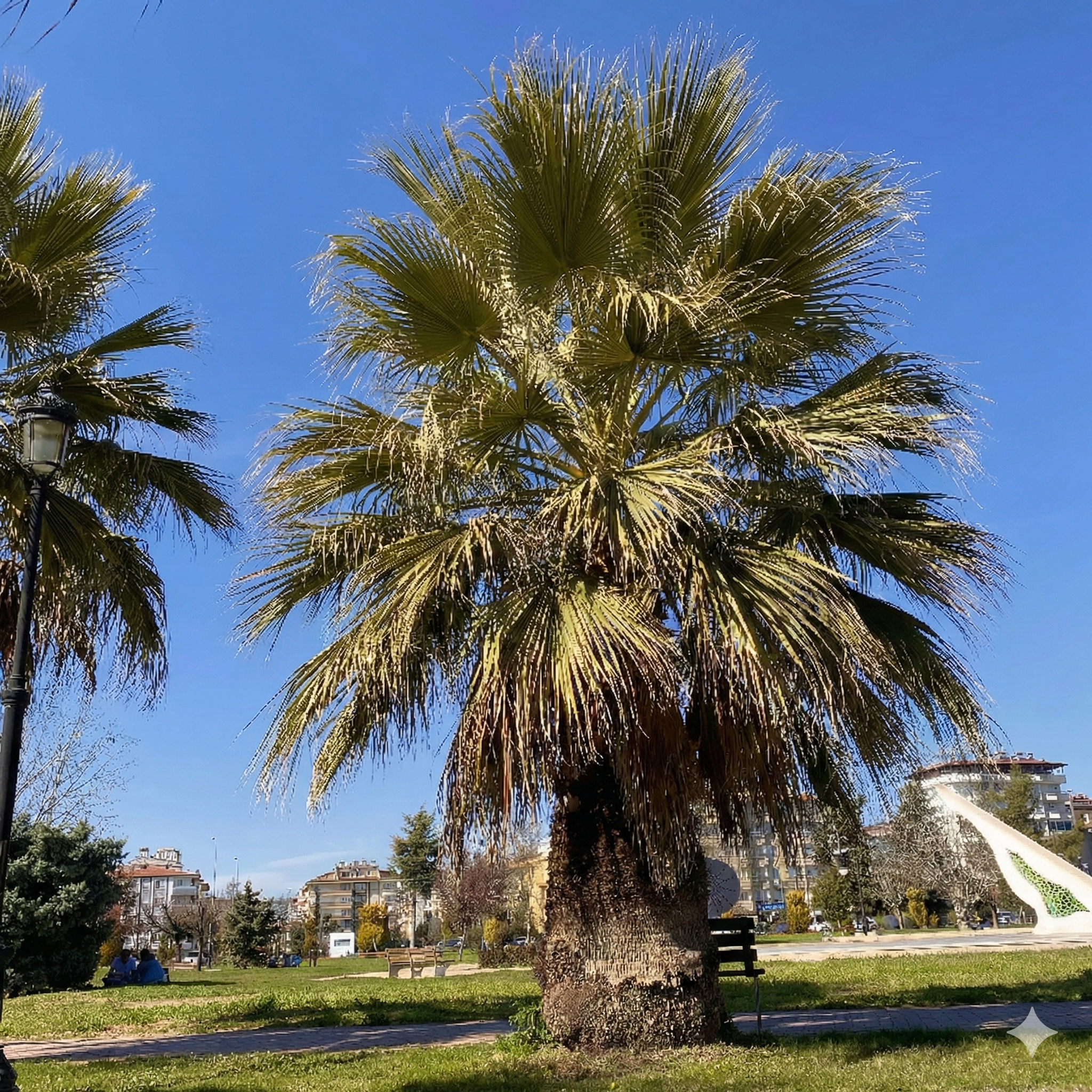 Pflanzen Washingtonia filifera