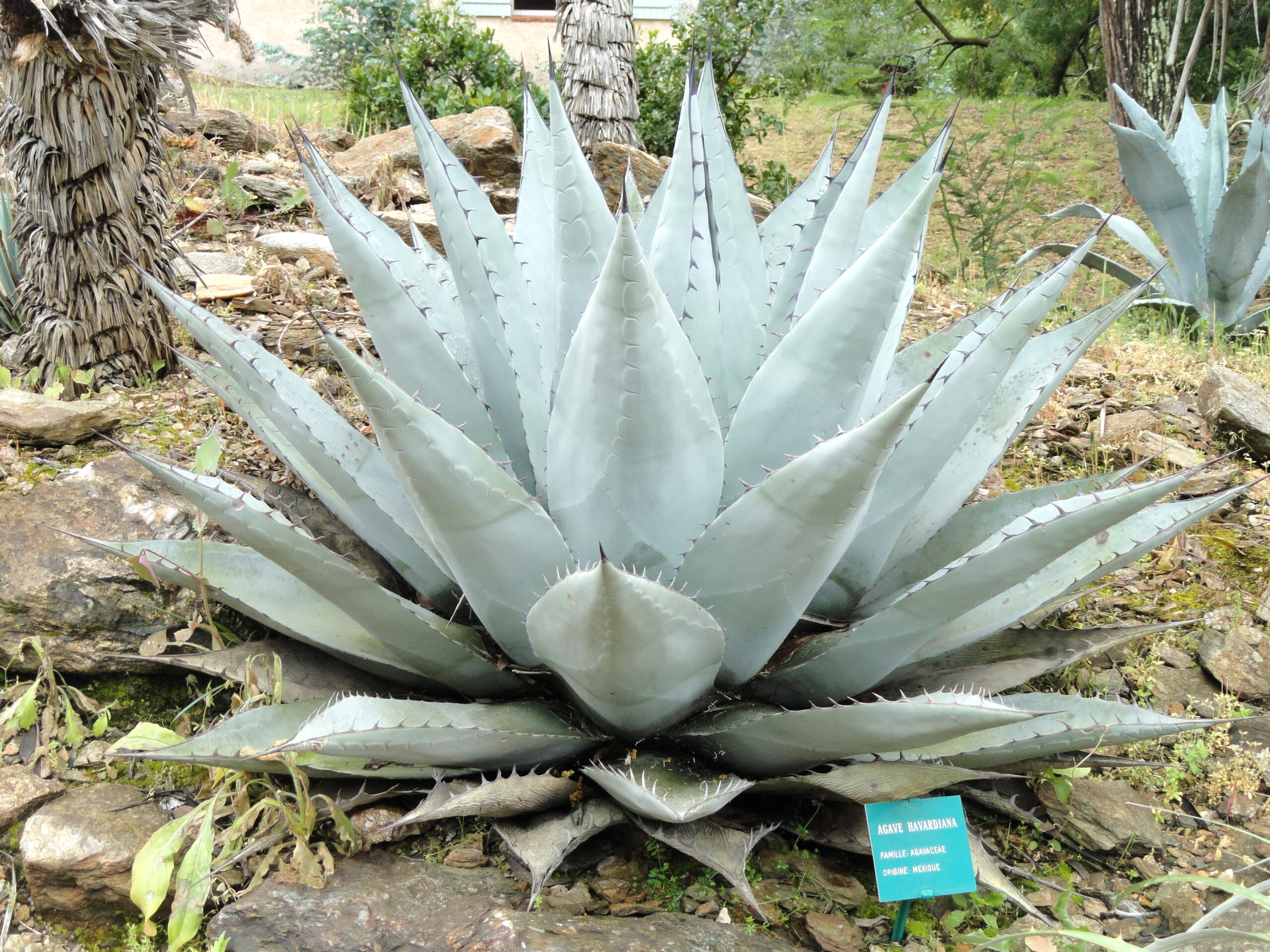 Agave havardiana Agave havardiana
