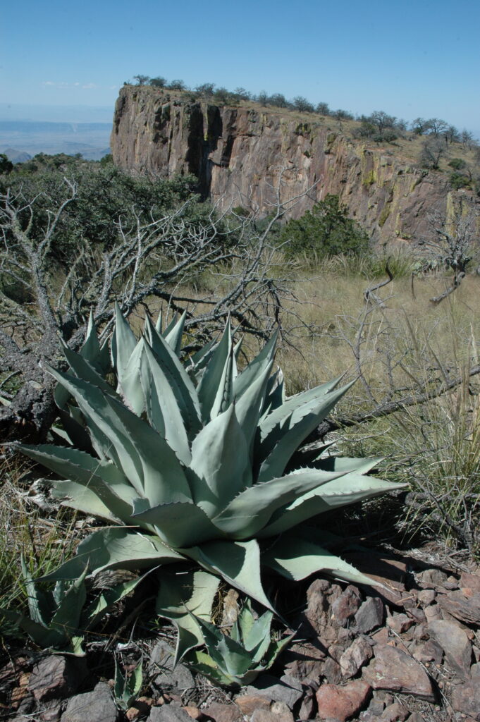 Agave havardiana Agave havardiana