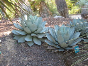Agave parryi var. truncata