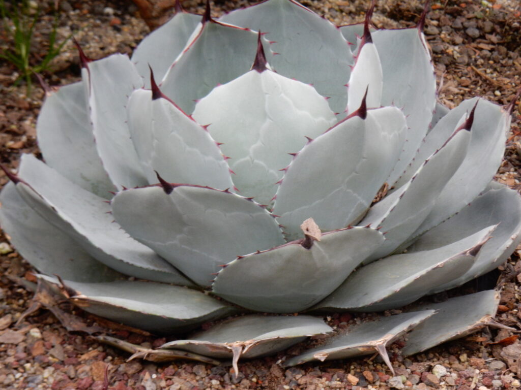 Agave parryi var. truncata Agave parryi var. truncata