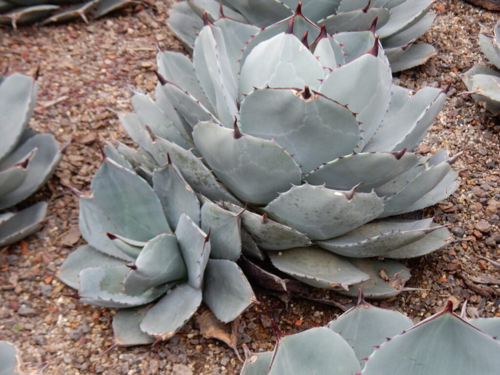 Agave parryi var. truncata Agave parryi var. truncata