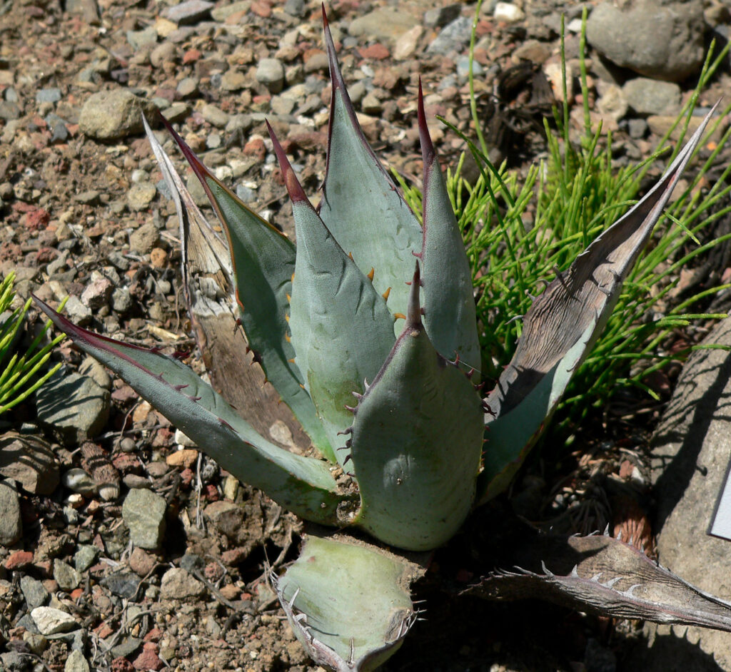 Agave sebastiana Agave sebastiana am Naturstandort in Califormien