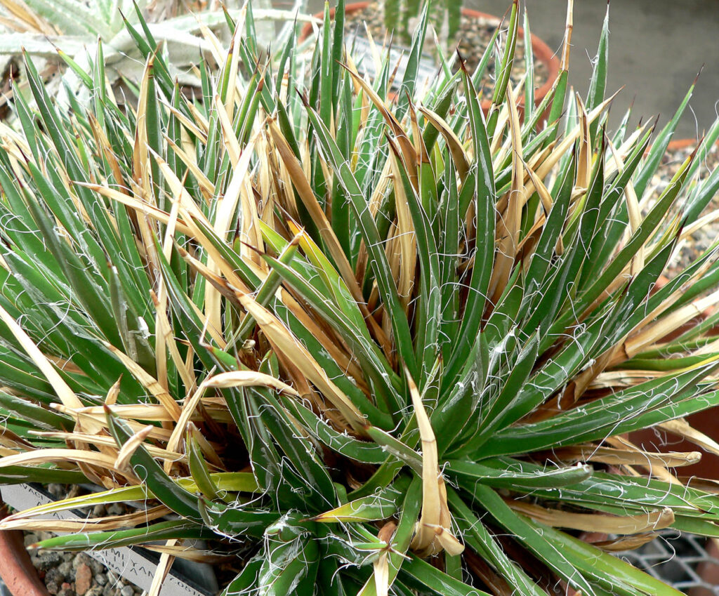 Agave toumeyana var. bella Agave toumeyana var. bella