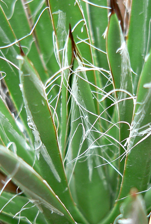 Agave toumeyana var. bella Agave toumeyana var. bella
