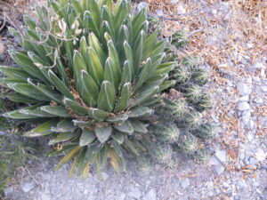 Agave victoriae-reginae 'Huasteca Canyon'
