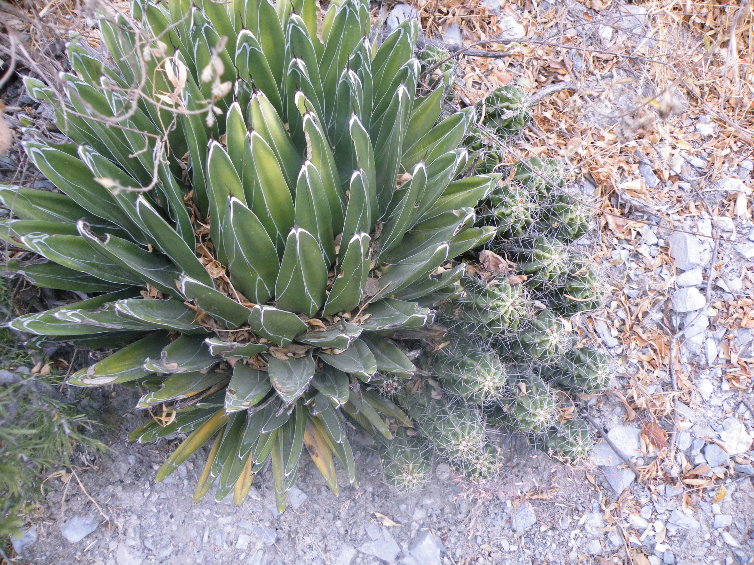 Agave victoriae-reginae 'Huasteca Canyon' Agave victoriae-reginae 'Huasteca Canyon'