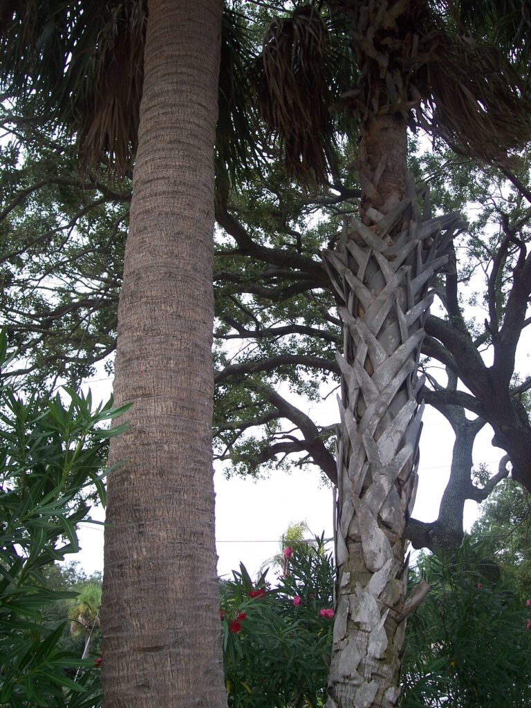 Sabal palmetto Sabal palmetto