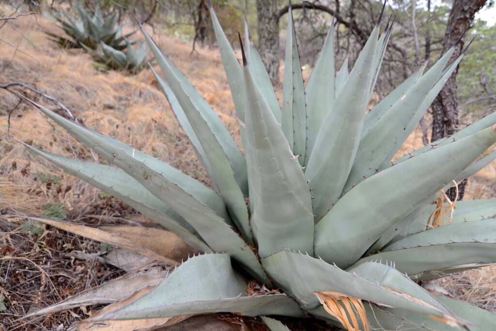 Agave havardiana Agave havardiana