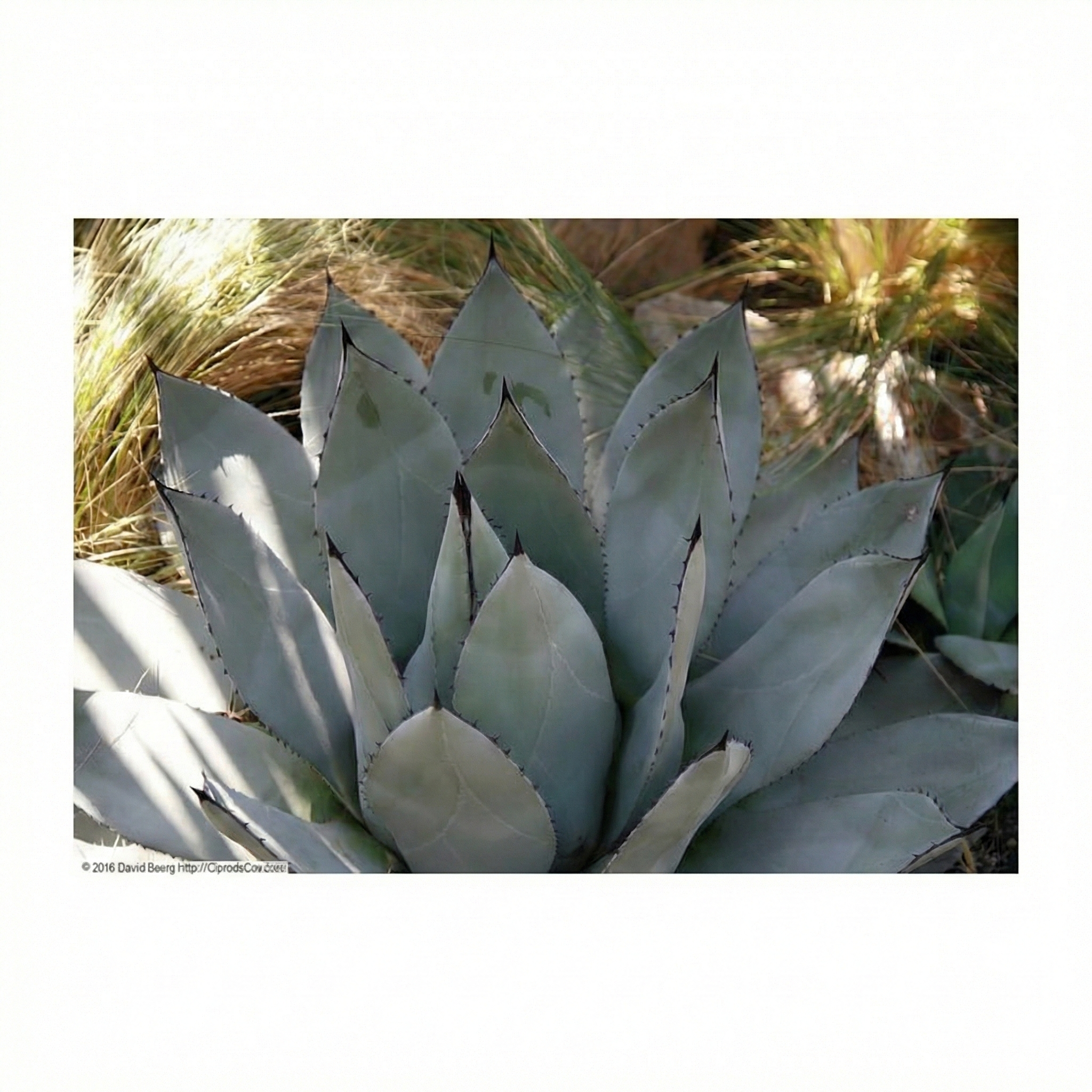 Agave parryi subsp. parryi Agave parryi subsp. parryi