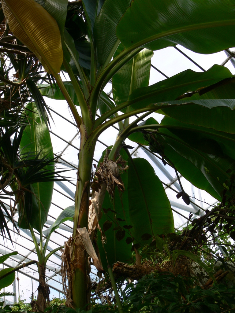 Musa sikkimensis Musa sikkimensis