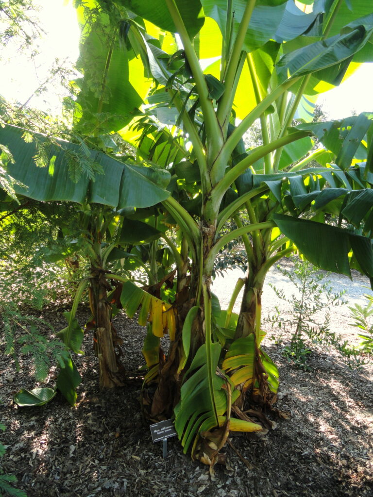 Musa sikkimensis Musa sikkimensis