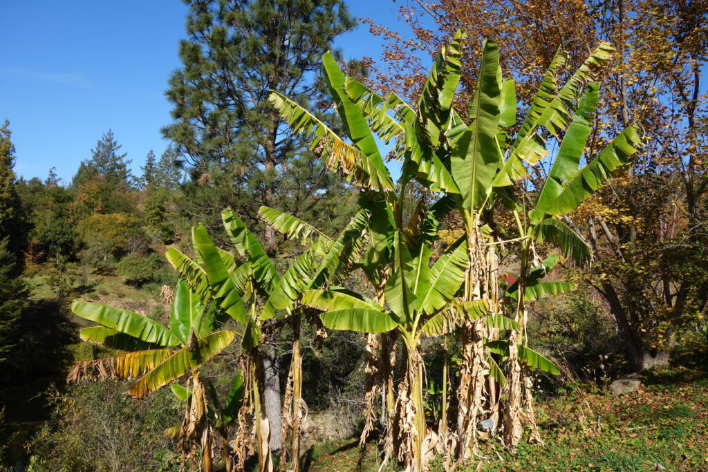 Musa sikkimensis Musa sikkimensis