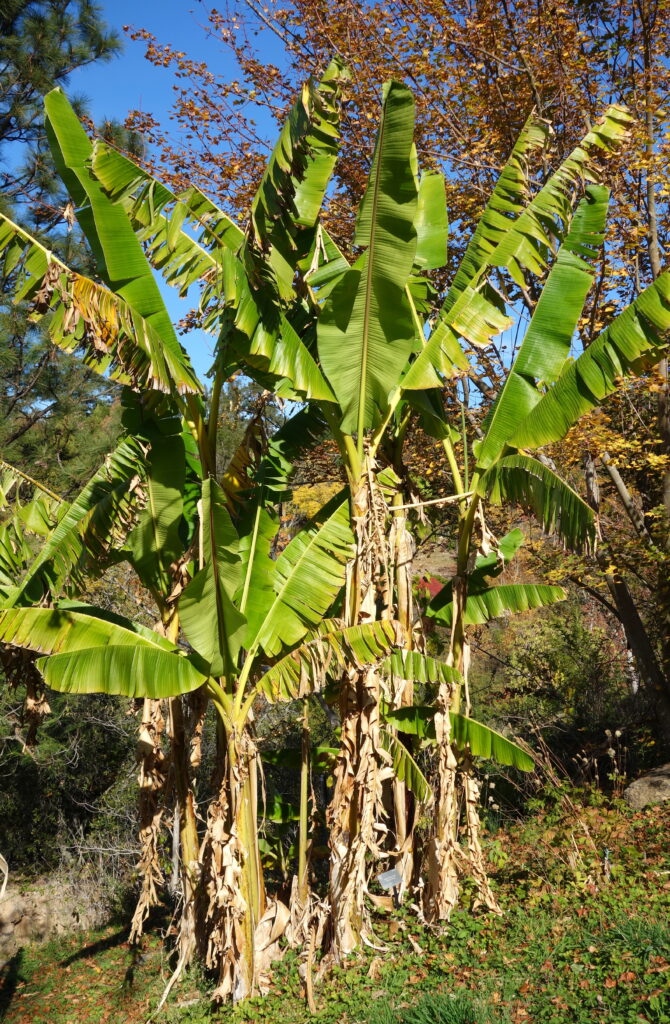Musa sikkimensis Musa sikkimensis