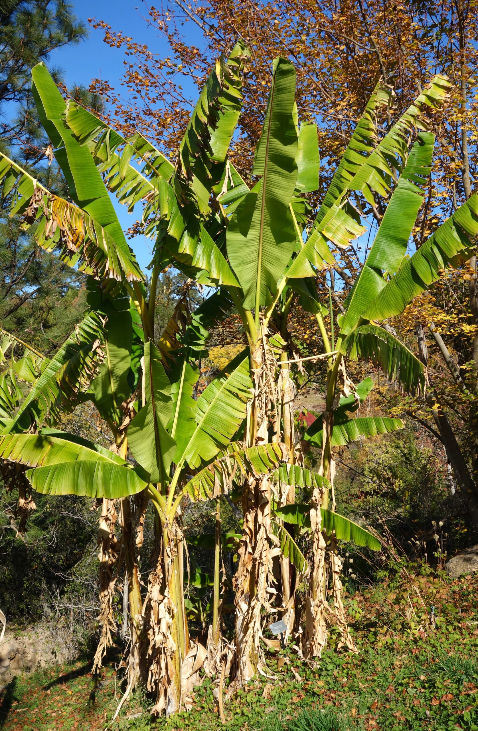 Musa sikkimensis Musa sikkimensis